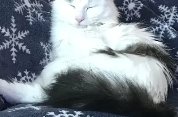 Perdue : Jeune chatte blanche et tigrée - photo
