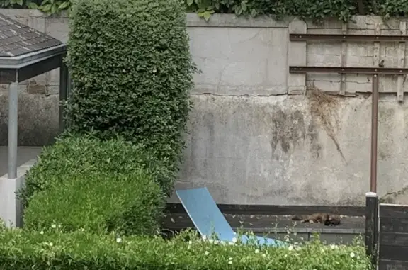 Animaux trouvés Quimper, photo: Chat écaille de tortue trouvé à Quimper