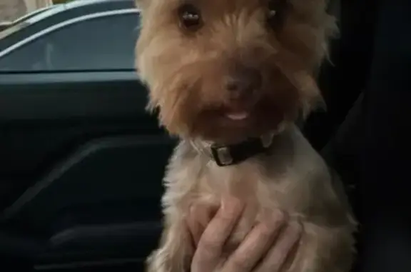 Lost Small Brown Dog in Fort Worth