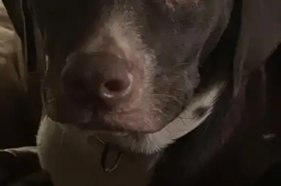 Lost Dog: Chocolate Coat, Amber Eyes