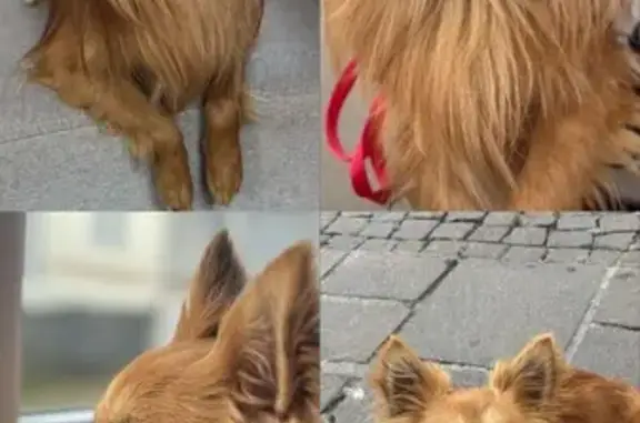 Chien perdu , photo : Chien roux perdu à Agde, peureux