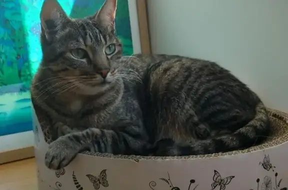 Animaux perdus , photo: Chat perdu : Mowgli, Européen gris tigré