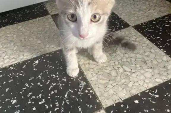Chat trouvé Paray-le-Monial, photo: Chatte grise et blanche trouvée à Paray