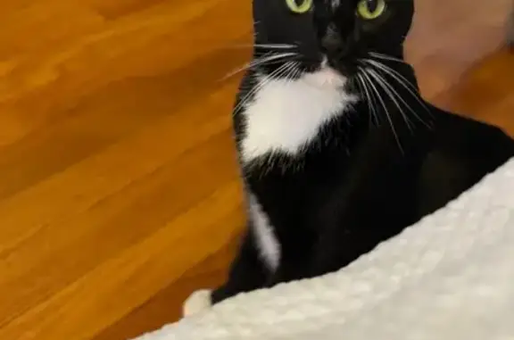 Lost Tuxedo Cat: Skittish but Friendly