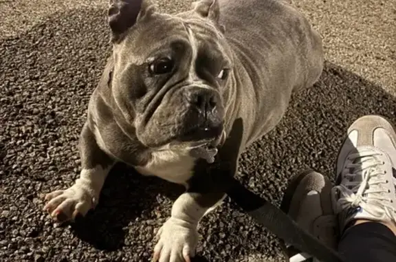 Lost Gray Dog Near South Troy St, Chicago