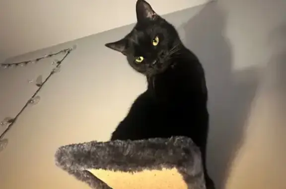 Lost Black Cat: Small, Slim, White Patch