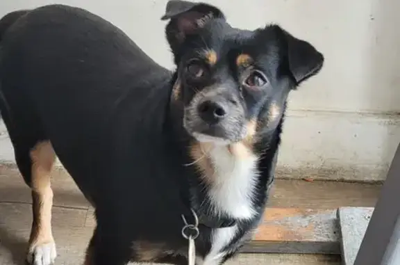 Lost Dog Tito: Help Us Find Him!