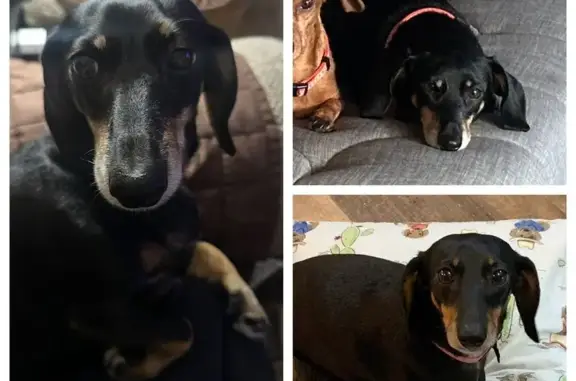 Lost and found pets , photo: Missing Black Dachshund: Pink Collar, IL