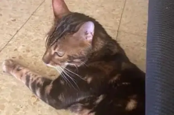 Se busca: Gato Tigrao Perdido en Blanes