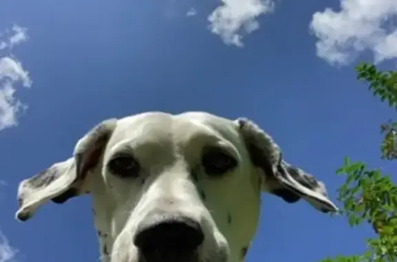 Lost and found pets , photo: Missing Dalmatian: Deaf & Sweet Lacey