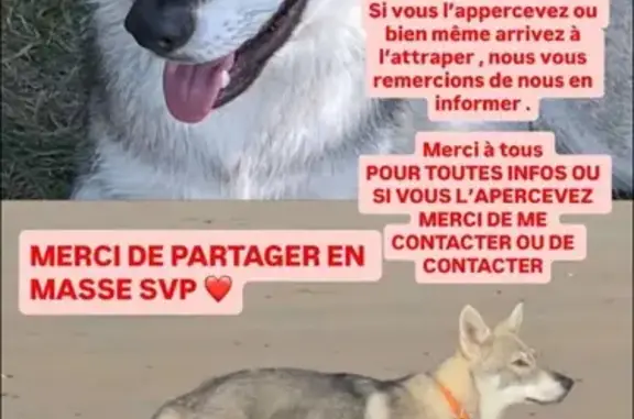 Chien loup perdu à Port-Bail-sur-Mer - photo
