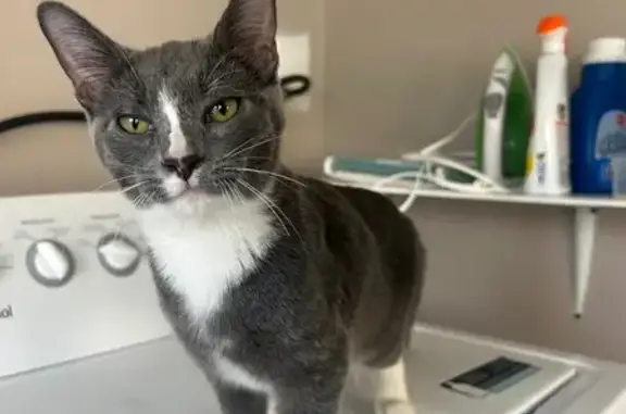Found Cat: Talkative with Whit...