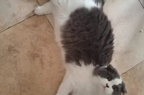 Chat perdu : Highland Fold gris et blanc - photo