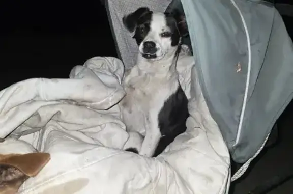 Lost and found pets San Jose, photo: Lost Dog: Friendly, Unique Markings, SJ