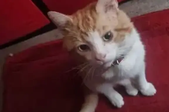 Lost Ginger Tabby: Dalston Lane Area