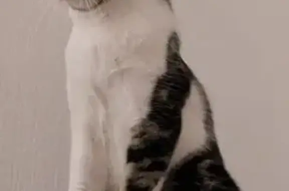 Animaux perdus Molsheim, photo: Chat tigré perdu, répond à Youyou, Molsheim