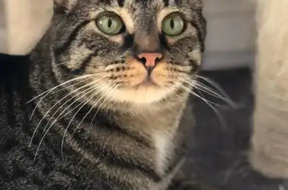 Animaux perdus Saint-Dizier, photo: Chat craintif perdu, collier jaune fluo