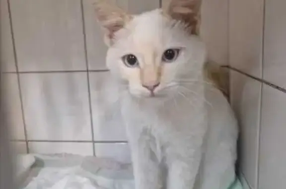 Chaton blanc-roux trouvé, très sociable - photo