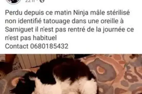 Chat perdu à Sarniguet, noir/blanc/roux - photo