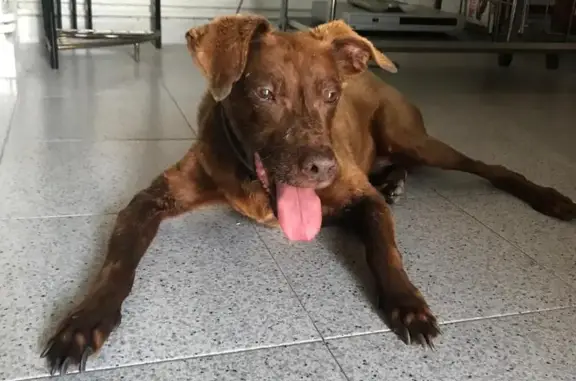 Perro Mayor Perdido: Visto en Parzan
