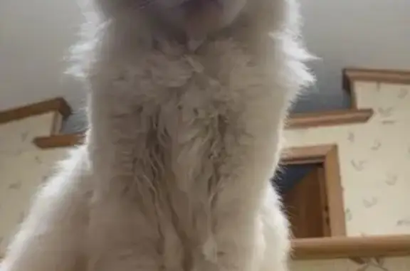 Lost Cat: Fluffy White with Brown Markings