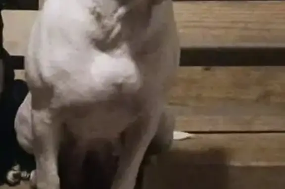 Lost Dog: Unique Markings in Lonoke