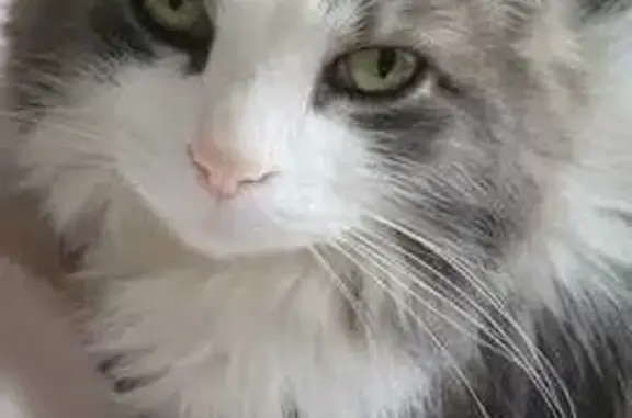 Chat perdu, Pont-Saint-Vincent, photo: Chat perdu, gris/blanc, 7 ans, Pont-St-Vincent