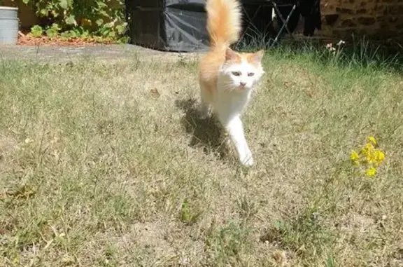 Animaux perdus Maclas, photo: Chat roux et blanc perdu à Maclas