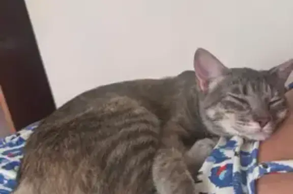 Gato Gris Perdido en Montequinto, 9 Meses