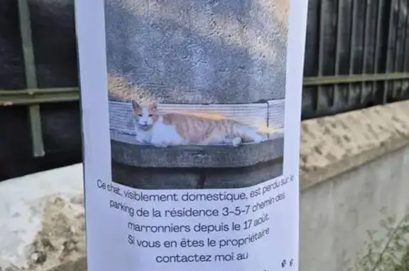 Chat trouvé Grenoble, photo: Chat trouvé sur parking, Grenoble