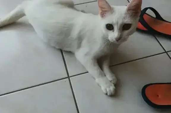Chat perdu, Sarzeau, photo: Chatte blanche perdue à Sarzeau
