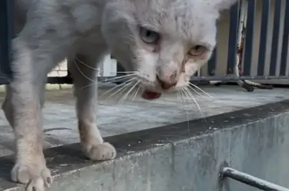Chat trouvé Montbéliard, photo: Chat blanc trouvé rue Beethoven, Montbéliard