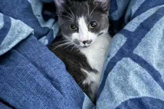 Chatte perdue à La Farlède : Willow - photo