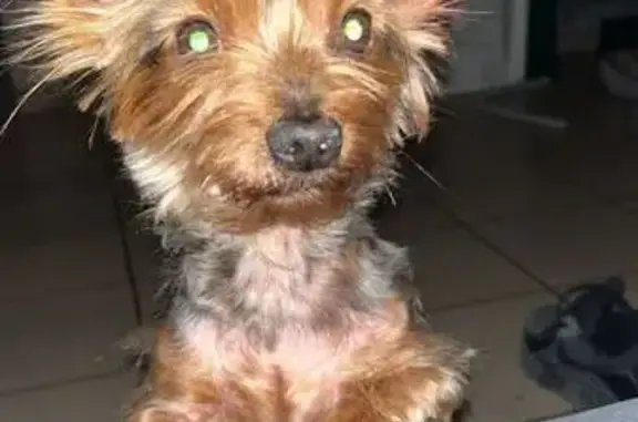 Chien perdu Wingles, photo : Chien noir et marron perdu à Wingles