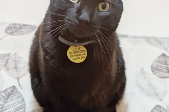 Lost Black Cat: Grey Collar, Yellow Tag