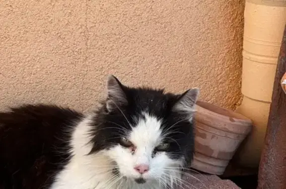 Chat trouvé Wasselonne, photo: Chatte âgée noire/blanche trouvée Wasselonne