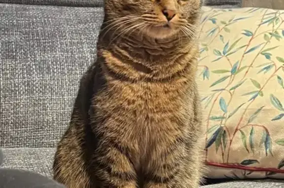 Chatte tigrée perdue, tatouage 