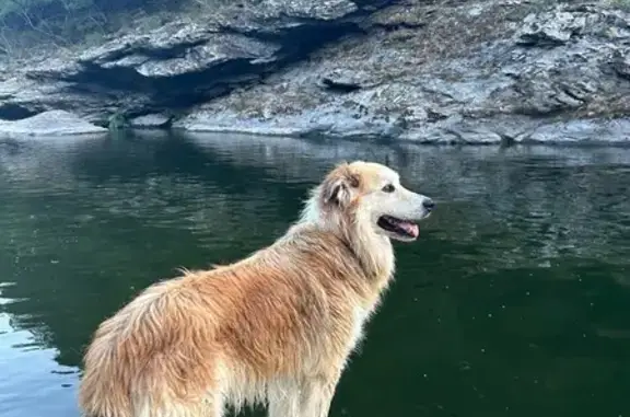 Chien trouvé , photo: Chien caramel trouvé à Ucciani, Corse