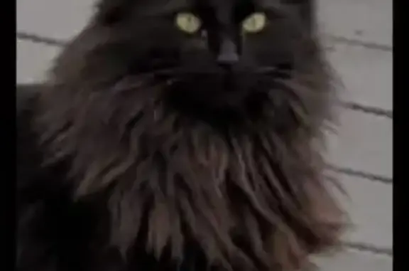 Lost and found pets , photo: Lost Black Cat: Fluffy Tail in Wakefield
