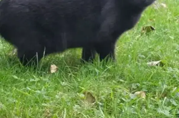 Chat perdu, , photo: Chatte perdue, 3 ans, peureuse, St-Philbert
