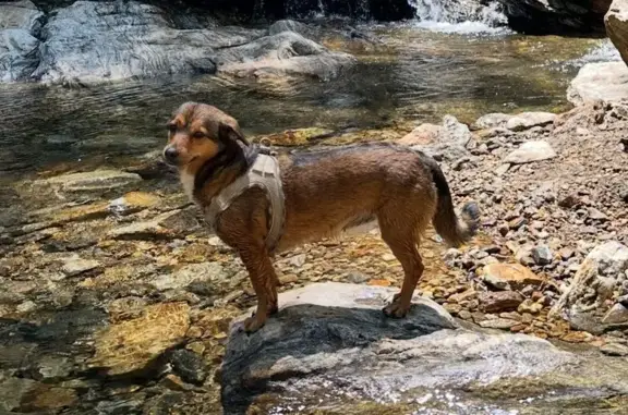 Sweet Lost Dog with Buttery Soft Ears