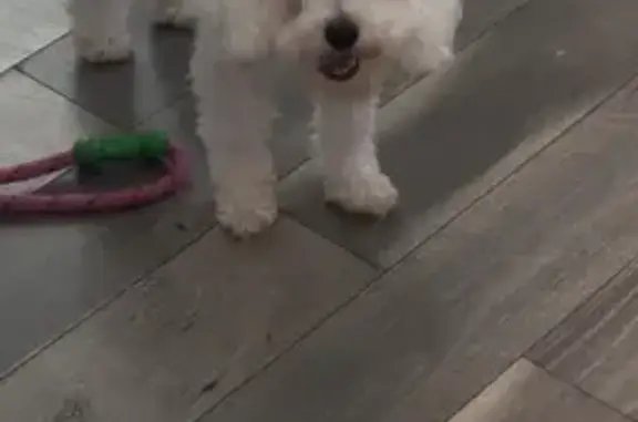 Missing: Small White Poodle in Palmetto Bay