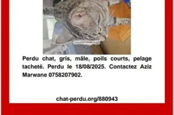 Animaux perdus Paris, photo: Chat mâle 1 an perdu, gris tacheté noir