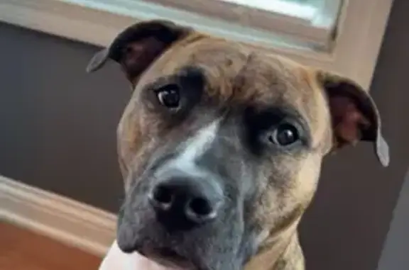 Lost Brindle Dog in Violet Township