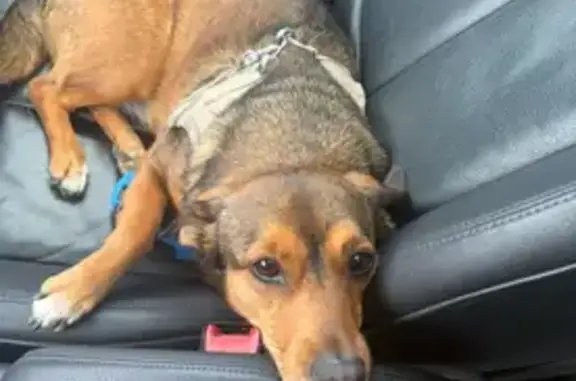 Lost Dog: Small, Friendly, Brown & Black