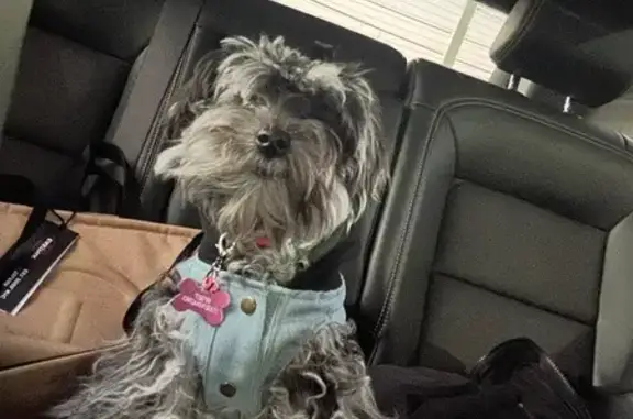 Lost Mini Schnauzer: Black Grey Merle