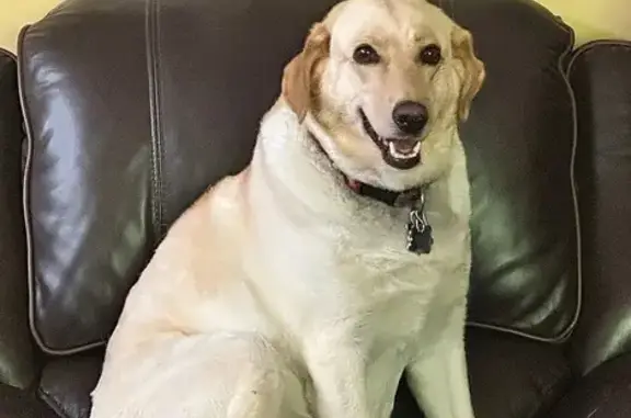 Skittish Yellow Lab Lost Near Partridge Rd