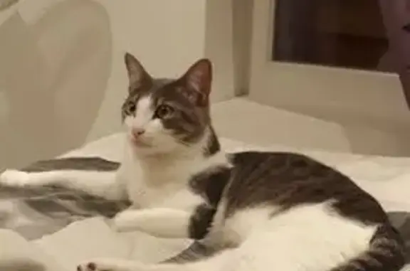 Chat gris et blanc perdu à Rocbaron - photo