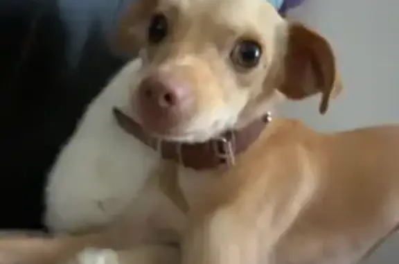 Perro perdido: Color miel, ojos claros