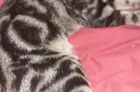 Chat trouvé Joué-lès-Tours, photo: Chaton tigré trouvé à Joué-lès-Tours